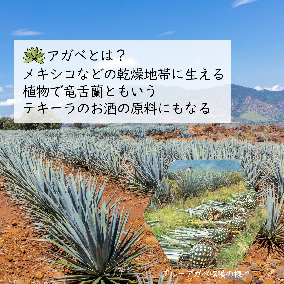 アガベとは？メキシコなどの乾燥地帯に生える植物で竜舌蘭ともいうテキーラのお酒の原料にもなる