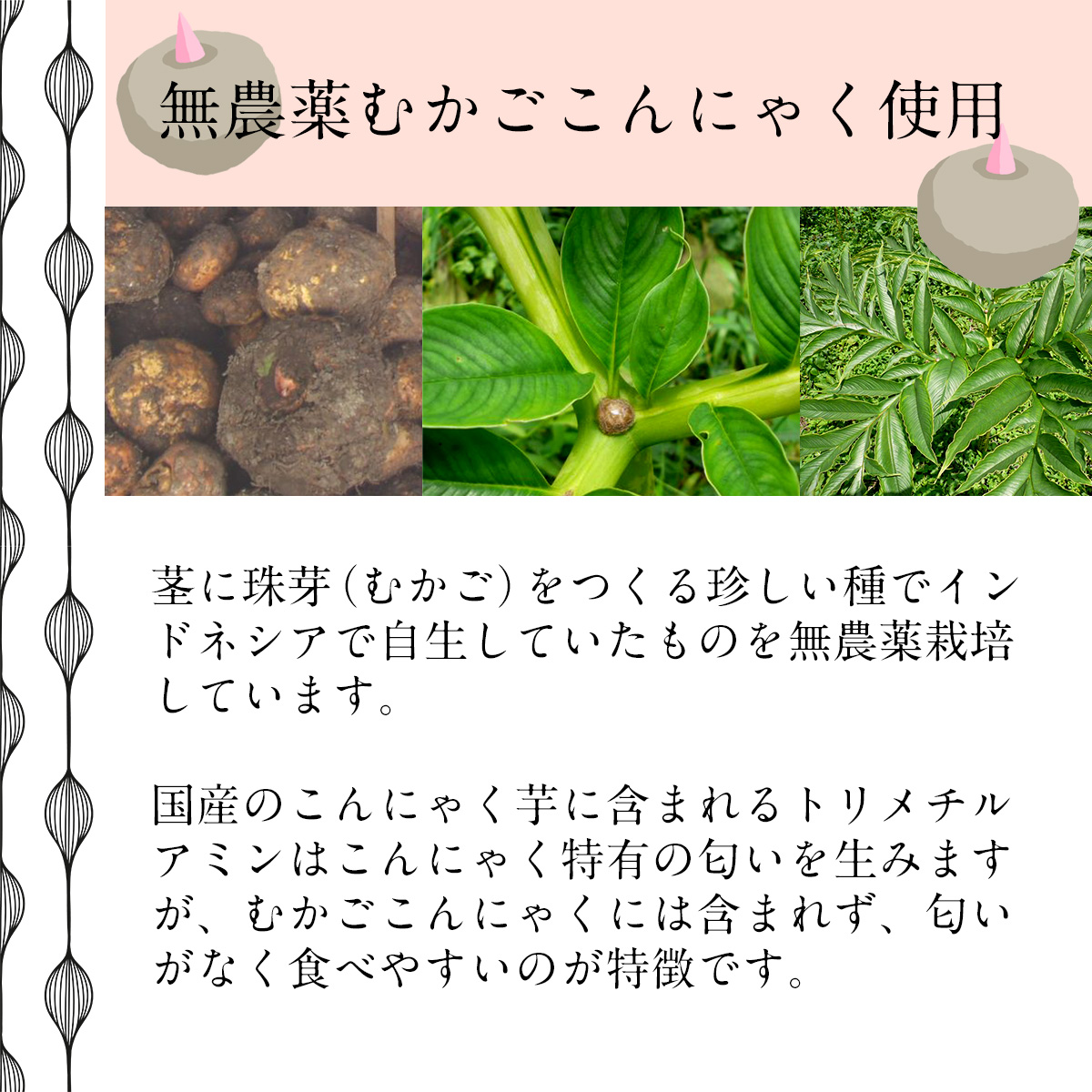 無農薬むかごこんにゃく使用茎に珠芽（むかご）をつくる珍しい種でインドネシアで自生していたものを無農薬栽培しています。
国産のこんにゃく芋に含まれるトリメチルアミンはこんにゃく特有の匂いを生みますが、むかごこんにゃくには含まれず、匂いがなく食べやすいのが特徴です。