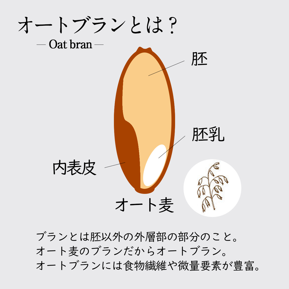 オートブランとは？Oatbranブランとは胚以外の外層部の部分のこと。オート麦のブランだからオートブラン。オートブランには食物繊維や微量要素が豊富。胚胚乳内表皮オート麦