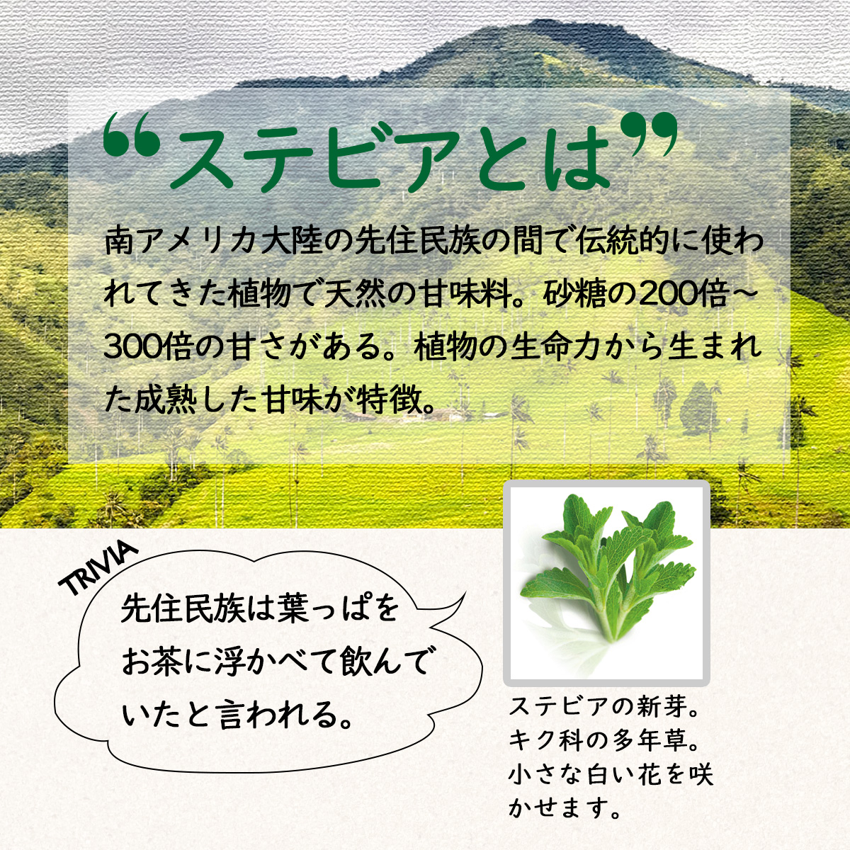 ステビアとは南アメリカ大陸の先住民族の間で伝統的に使われてきた植物で天然の甘味料。砂糖の200倍～300倍の甘さがある。植物の生命力から生まれた成熟した甘味が特徴。TRIVIA先住民族は葉っぱをお茶に浮かべて飲んでいたと言われる。ステビアの新芽。キク科の多年草。小さな白い花を咲かせます。