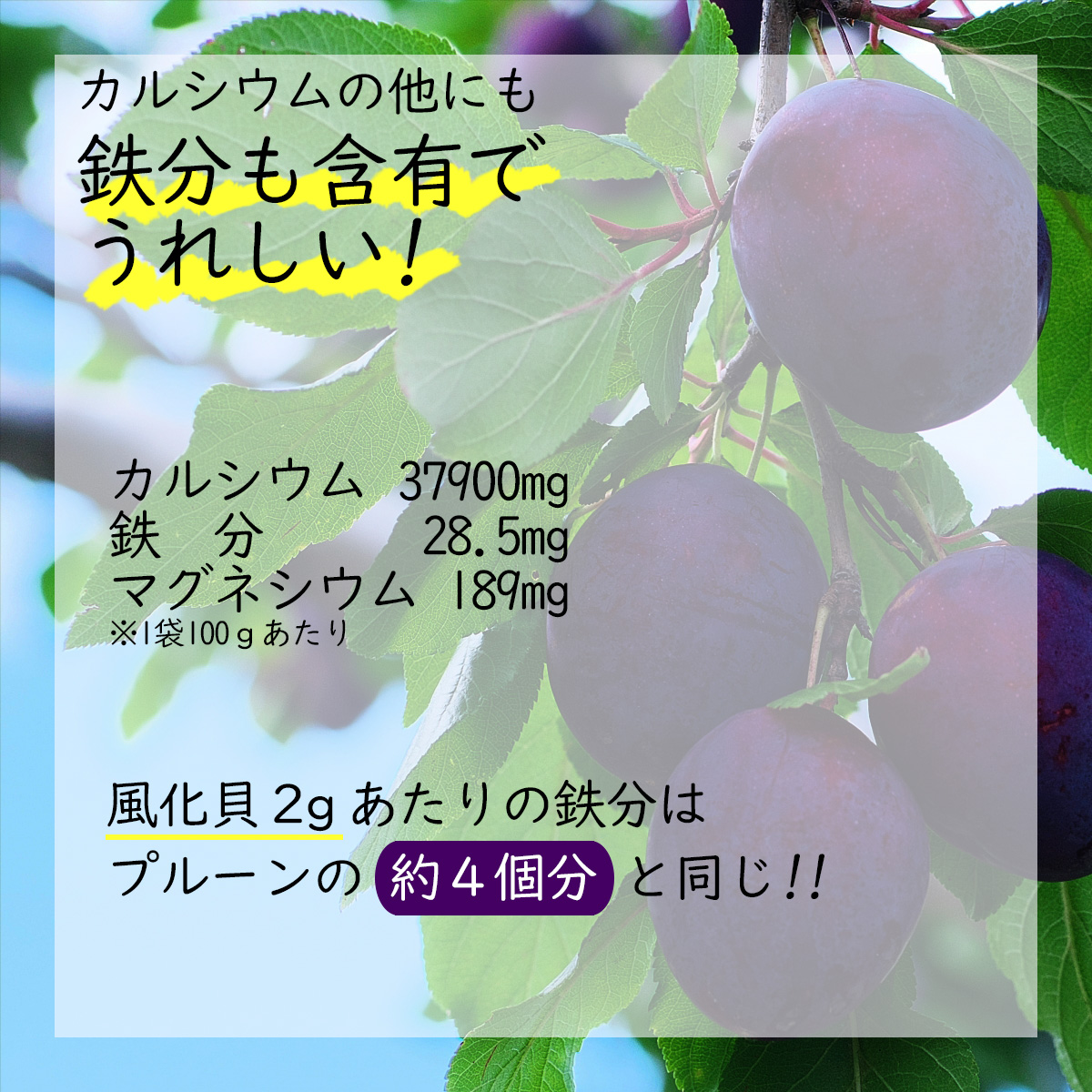 カルシウムの他にも鉄分も含有でうれしい!カルシウム37900mg鉄　分28.5mgマグネシウム189mg※1袋100ｇあたり風化貝２ｇあたりの鉄分はプルーンの約４個分と同じ!!