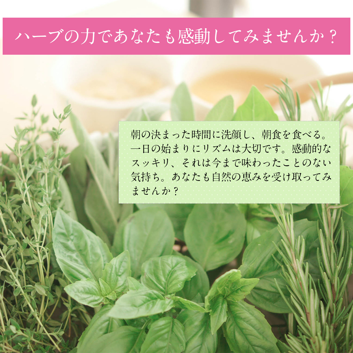 ハーブの力であなたも感動してみませんか？朝の決まった時間に洗顔し、朝食を食べる。一日の始まりにリズムは大切です。感動的なスッキリ、それは今まで味わったことのない気持ち。あなたも自然の恵みを受け取ってみませんか？