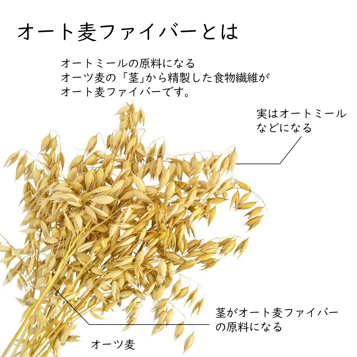 オート麦ファイバーとはオートミールの原料になるオーツ麦の「茎」から精製した食物繊維がオート麦ファイバーです。オーツ麦実はオートミールなどになる茎がオート麦ファイバーの原料になる
